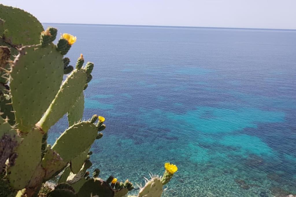 Giardino Mediterraneo Lacco Ameno  Εξωτερικό φωτογραφία
